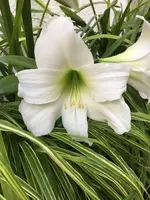 Amaryllis 20210725_02.webp