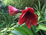 Amaryllis 20210725_03.jpg