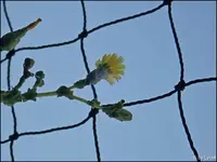 c068.webp