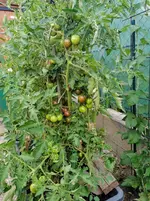 IMG_20210724_183303.webp