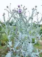 DSCF4895 (2).webp