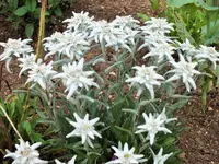 DSCF4883 (2).webp