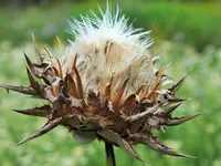 DSCF4902 (2).webp
