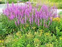 DSCF4905 (2).webp