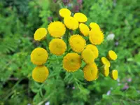 DSCF4909 (2).webp