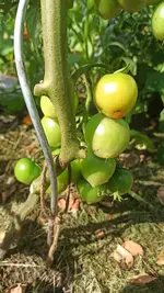 IMG_20210725_093640.jpg