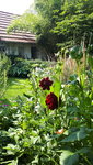 20210725_110856.jpg