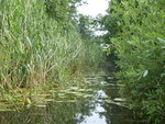 P1040769Kanal zum Loppiner See.JPG