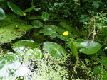 P1040772Kanal zum Loppiner See.JPG