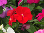 vinca.jpg