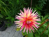 DSC01953.webp