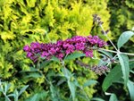 IMG_20210726_083458.jpg