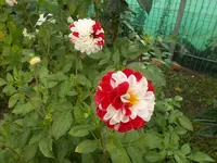 Dahlie.webp