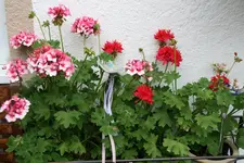 Pelargonie  2121.JPG