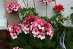 Pelargonie  2221.JPG