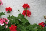 Pelargonie  2321.JPG