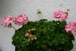 Pelargonie  2421.JPG