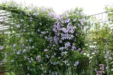 Cl.vit.Emilia Plater1721.webp