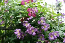 Cl.vit.White Heart und Södertälje0918.webp