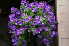 Einjährige     3421.webp