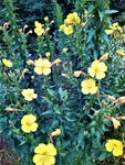 IMG_20210724_201120_1.jpg