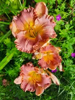 20210726_141142.webp