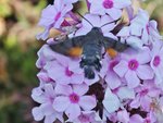 DSCF2885.JPG