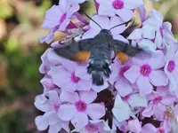 DSCF2885.webp