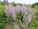 DSCF4916.JPG