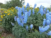 DSCF4918.webp