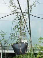DSCF4910 (2).webp