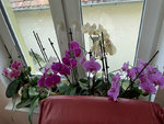 FB36011C-8133-4BD4-BCC0-4DDC9FD62A3F_1_201_a.jpeg