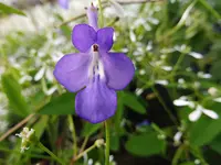 Blauer Paul.webp