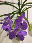 Vanda-I_02.jpg