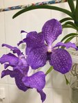 Vanda-I_03.jpg