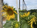 k-IMG_1973.JPG