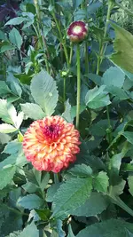 20210728_191028.webp