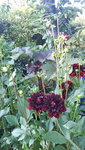 20210728_191037.jpg