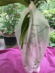 Vanda-IV_20210728_02.jpg