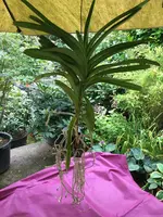 Vanda-IV_20210728_04.jpg