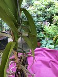 Vanda-IV_20210728_05.jpg