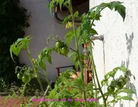 Forum Tomaten 2021_07_22 P1170694.webp