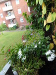 P1040825Blumenkasten.JPG