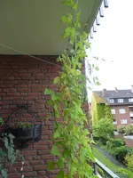P1040827Feuerbohnen.JPG