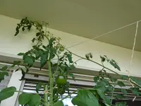 P1040836Tubis Streifenzipfel und schwarze von der Krim.JPG