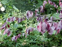 DSCN3468.webp