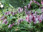 DSCN3468.JPG
