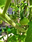 IMG_20210729_130717_1.jpg