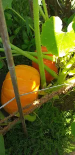 20210729_184900.webp