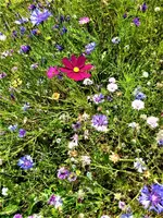 IMG_20210725_141405_1.webp